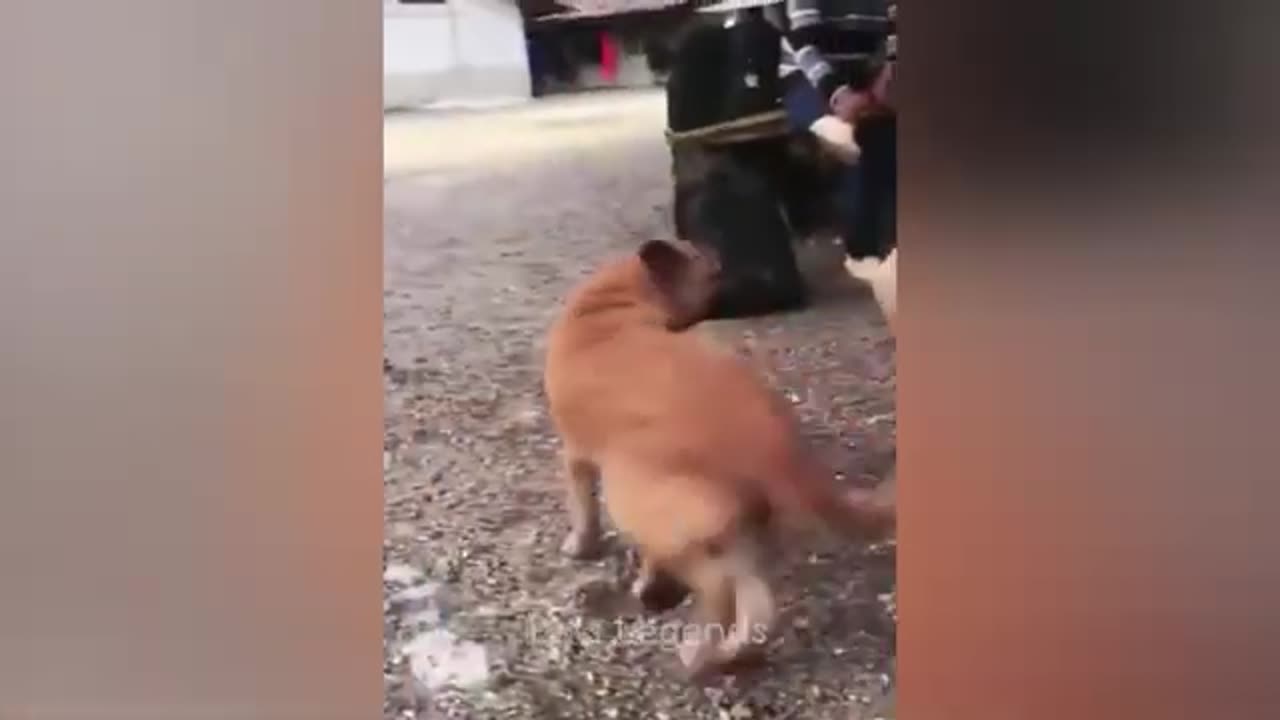 Funny Animals