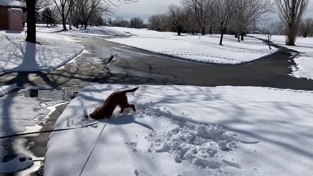 Labradoodle plays and wiggles in the snow.