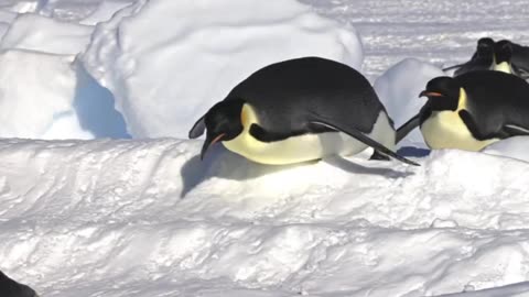 Floating penguins 😊😊😊