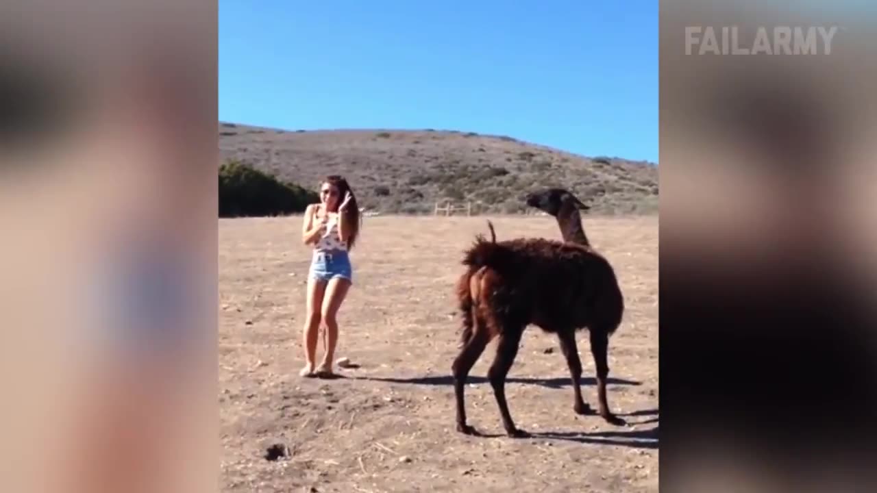 Funny animal fails compilation from failArmy #1