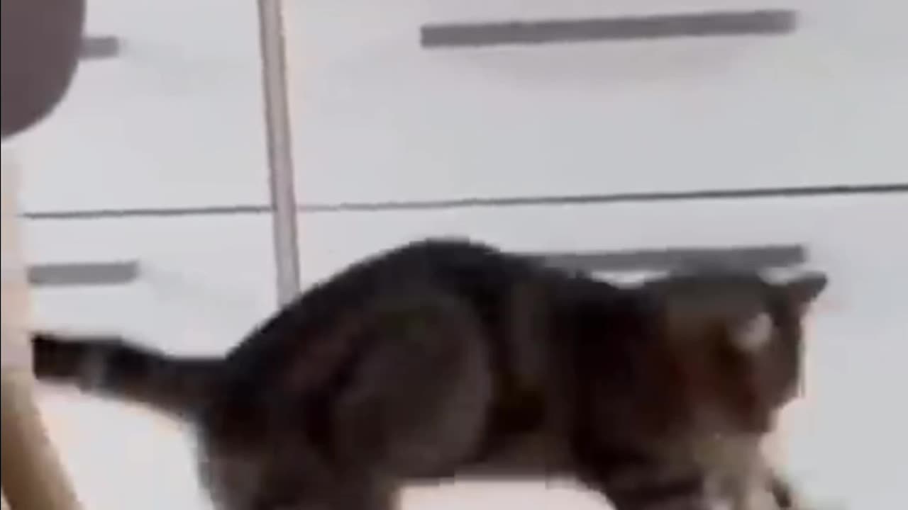 Unbelievable video of dog and cat friendship