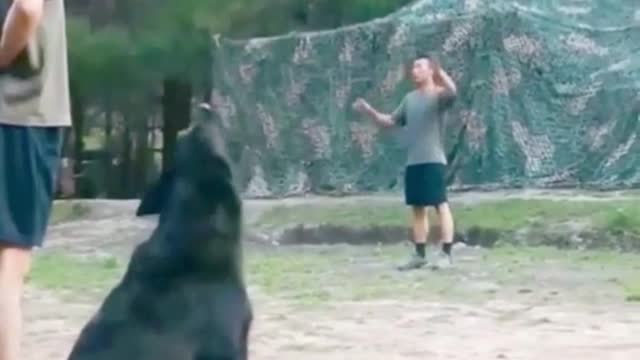 Try Not To Laugh At This Ultimate Funny Dog Video