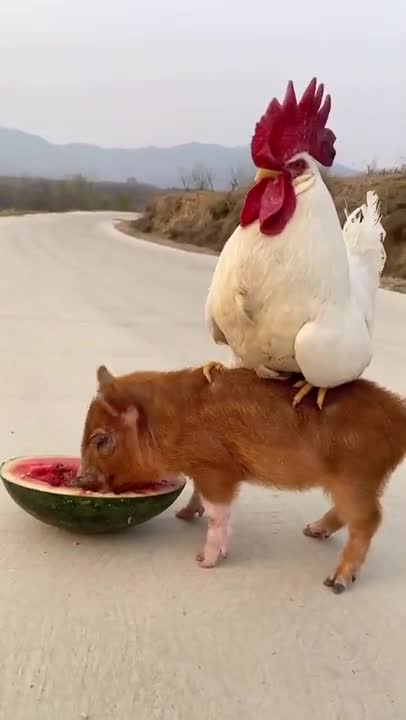 Most Funny - Cutest baby animals Videos Compilation | Cute moment of the animals