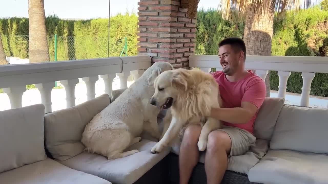 A Golden Retriever's Reaction to Me Hugging Another Puppy