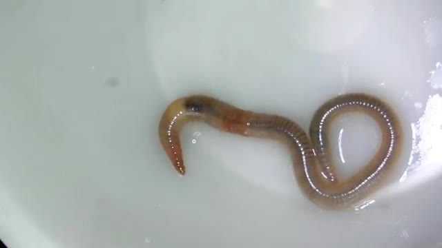 Earthworm moving under mws' of a earthwrom_Cut