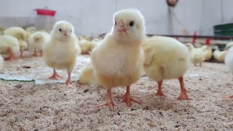 cute baby chicks' videos moments