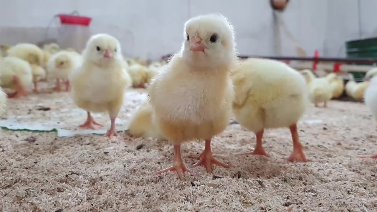 cute baby chicks' videos moments