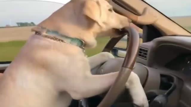 Funny Dog video