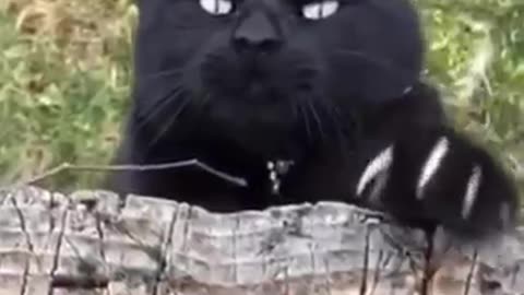 Funny animal