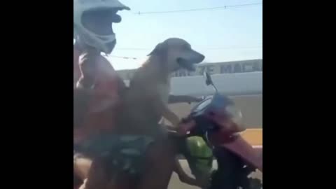 Have you ever seen a dog that can ride a motorcycle?