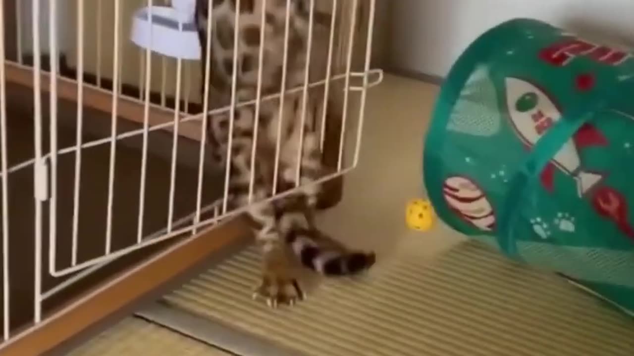 Funny cat vs dog videos #shorts #reels #fbreels #cats #funny #funnycats #animals #funnyvideo