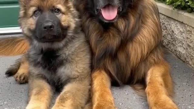 GermanshepherdBestfriends