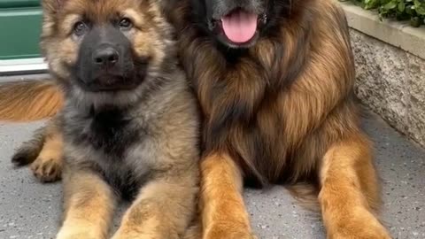 GermanshepherdBestfriends