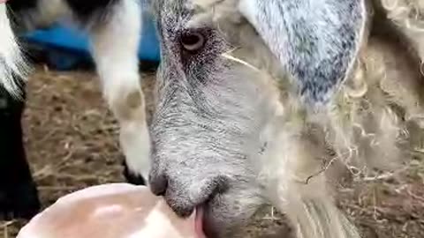 lick lick funny goat 😂 🤣