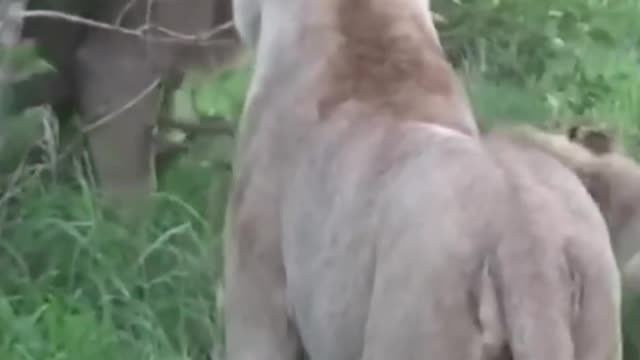 Lions Group Hunting Single Cheetah!!