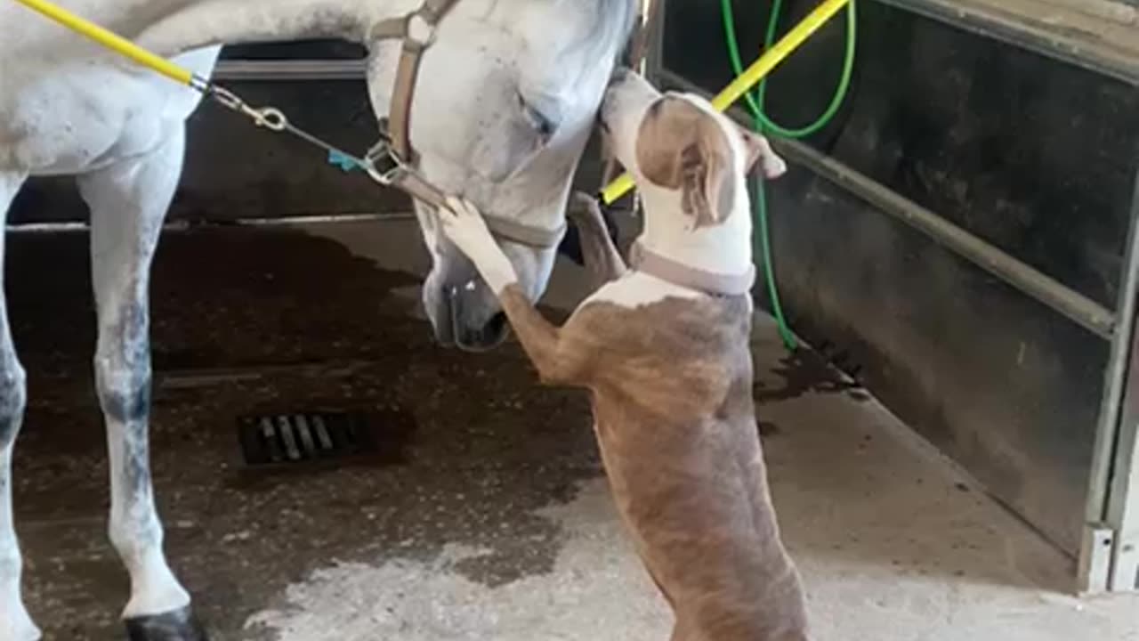 Dog Lovingly Licks Horse's Forehead