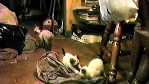 1988 - Indiana Kittens Play in Plastic Bag