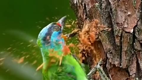 Beautiful bird 🕊️ video