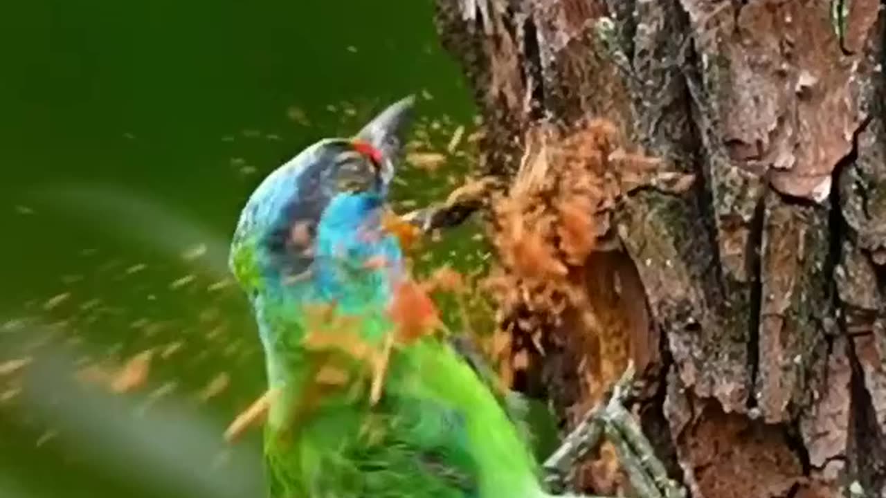 Beautiful bird 🕊️ video