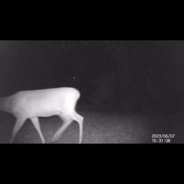 Jack's Trail Camera -- Episode 71 #shorts