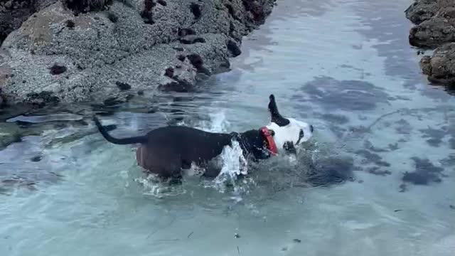 Poppy in the tide pools