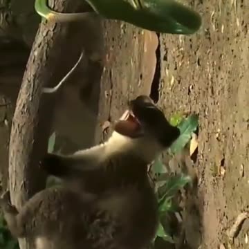 snake amazing fighting 🐍