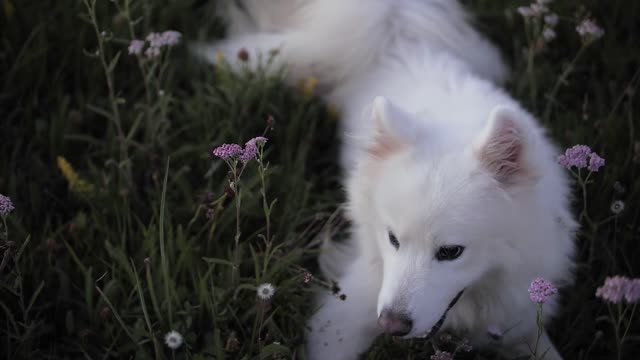 White dog lying on green grass playing