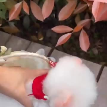 So Cute #shorts #shots