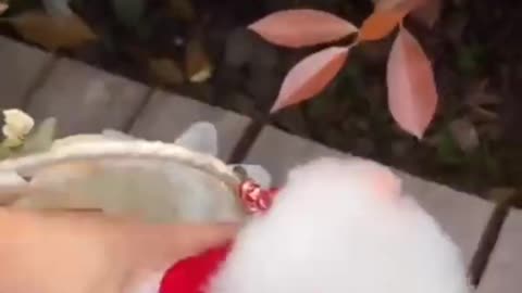 So Cute #shorts #shots