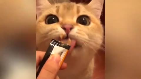 Cat funny video lo