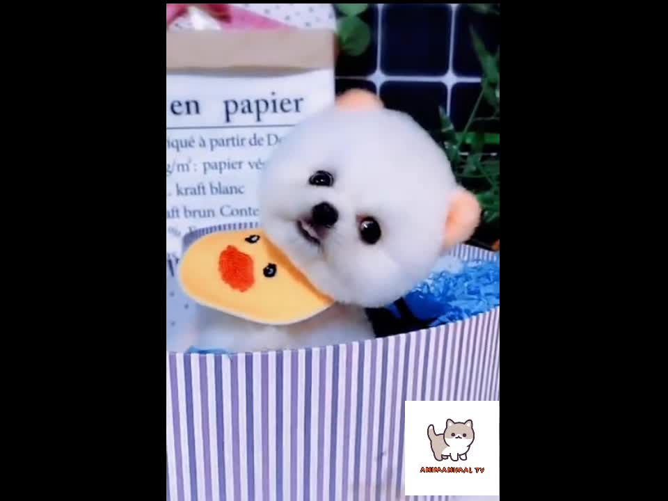 Cute & funny puppies compilation 🐶 2021