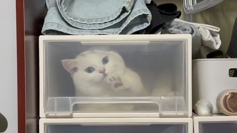 A cat who likes playing in the box too much