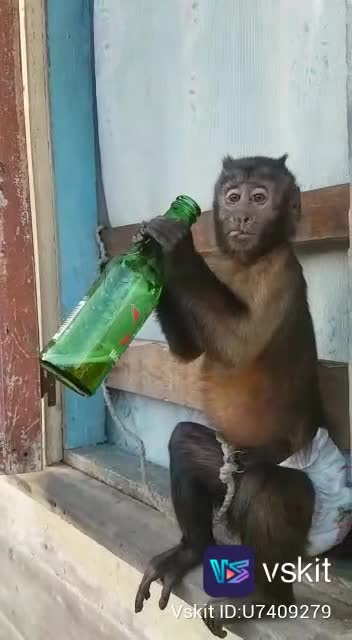 Funny , crazy monkey