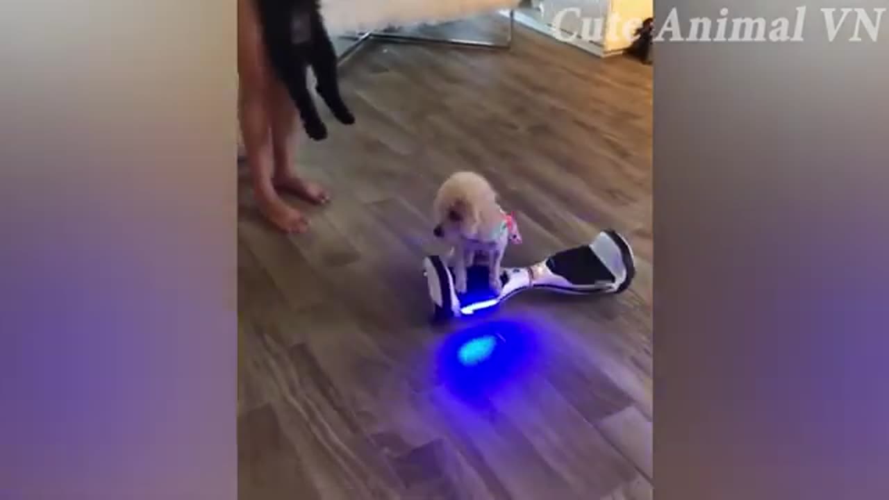 Funny Animal Videos 😂 Try Not to Laugh PART 5