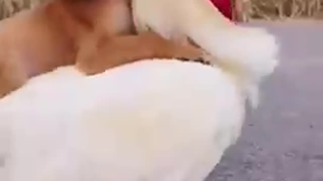 Funny dog animal video