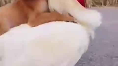 Funny dog animal video