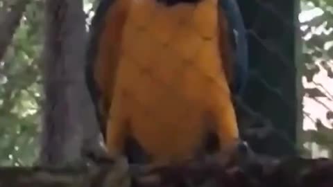 Bird Likes Techno