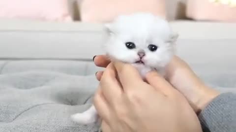 🙏❤️🎉🎉🎉🎊🎊🎊️SWEET AND FUNNY ANIMALS SHOTS 🙏❤️❤️🎉🎉🎉🎊🎊🎊