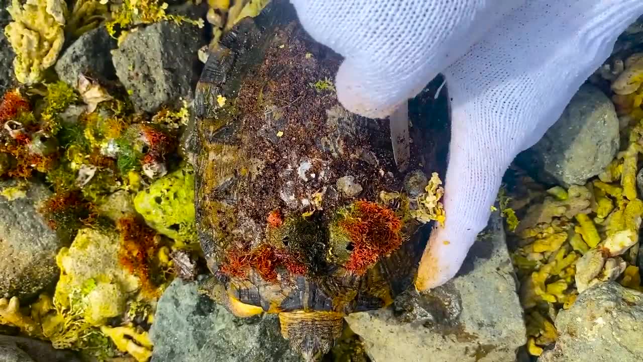 Sea turtle enjoy full body refreshing service when removed barnacles and mucus cement from shell