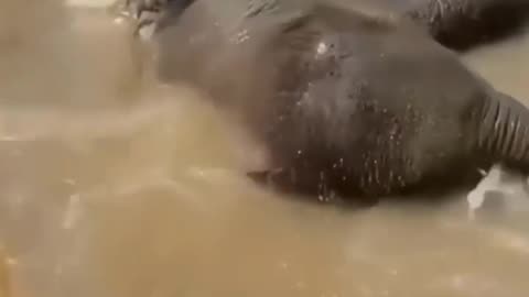 Funny elephant bathing in water