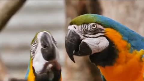 best birds in the world