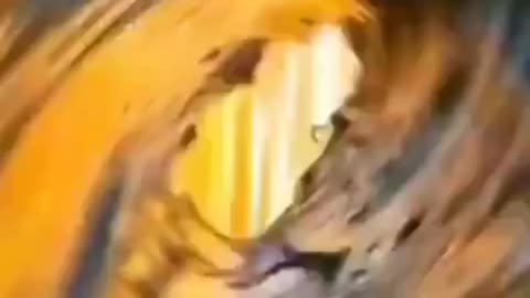 Tiktok video funny song