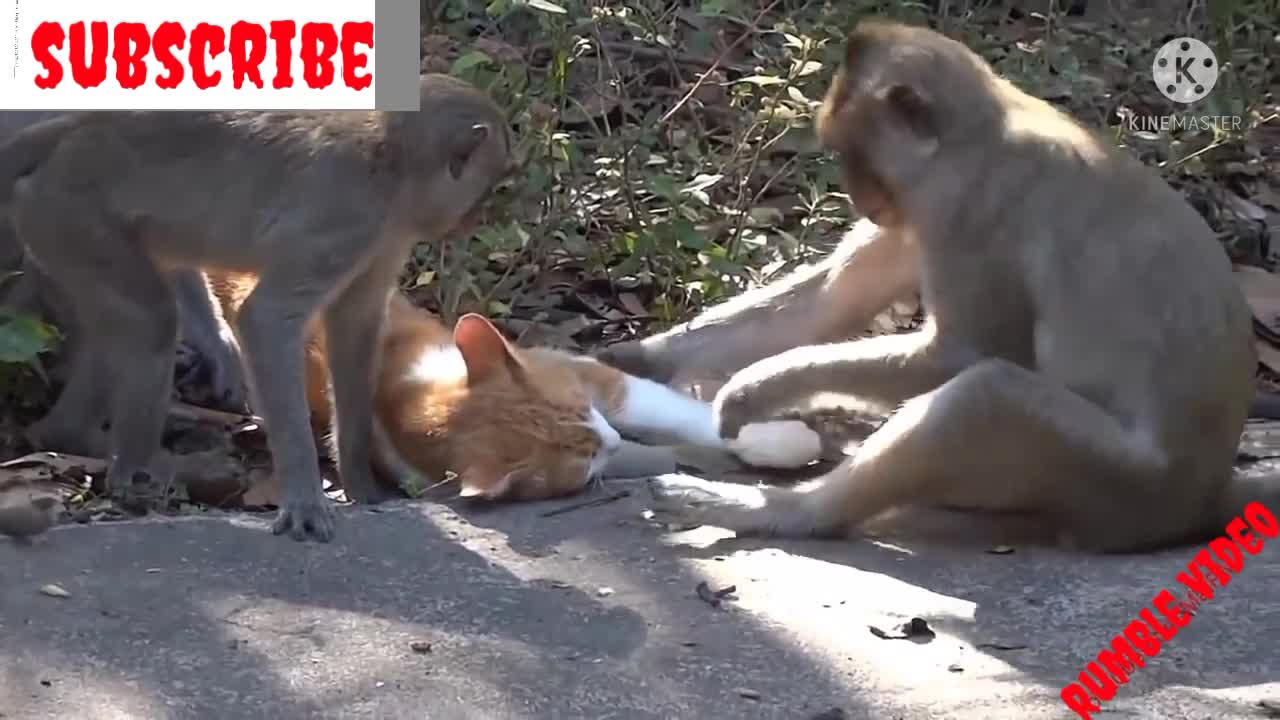 Animals funny video osm funny rumble video