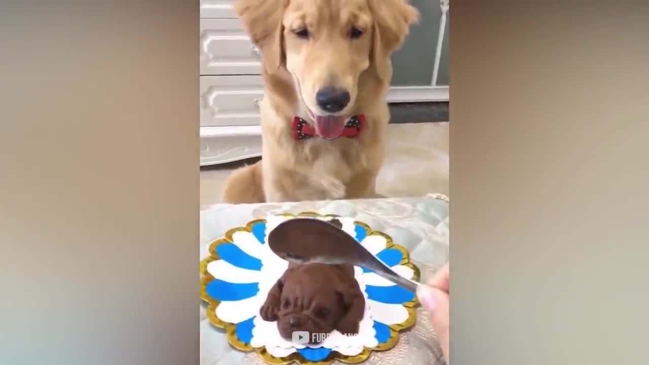 Cat Reaction to Cutting Cake - Funny Dog Cake Reaction Compilation