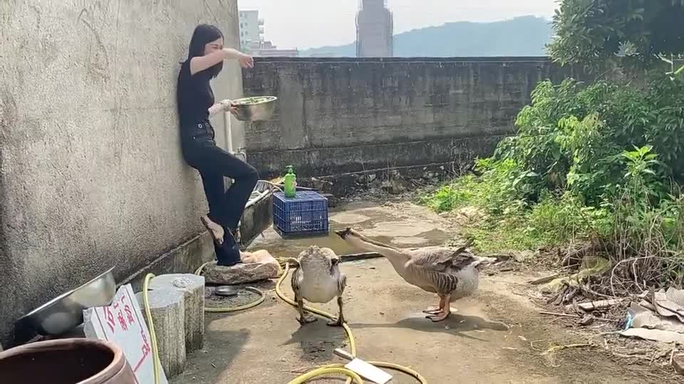 This goose will end badly