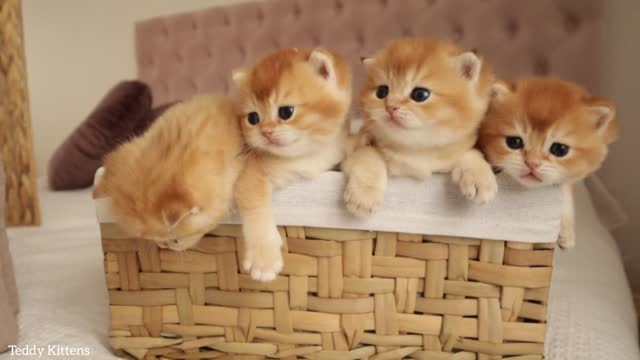 A basket filled of sweetness and joy