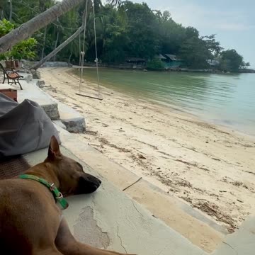 lazy dog ​​just sleeps