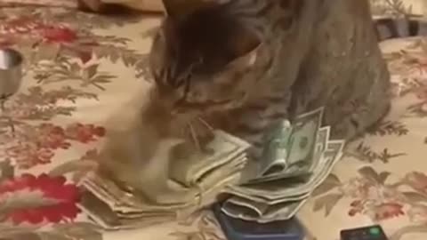 Money cat