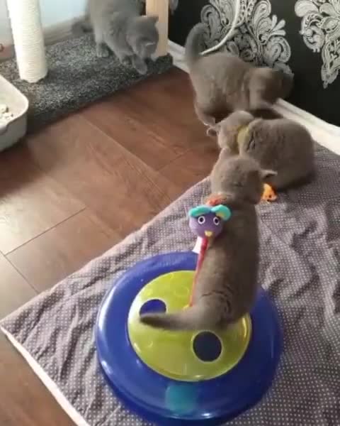 Kittens Adorably Play With Their Toys