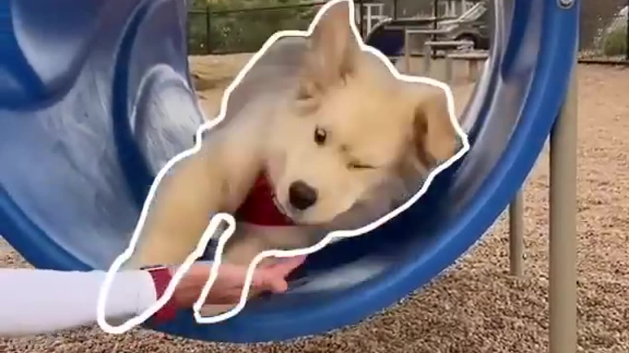 Look dogs funny shapes